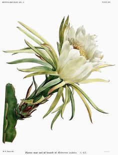 Billy Showell, Thanh Long, Watercolor Subjects, Floral Drawing, Art Hobbies, Cactus Art