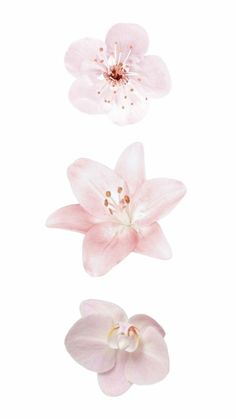 three pink flowers on a white background