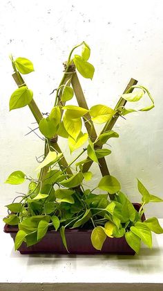 a potted plant with green leaves in it