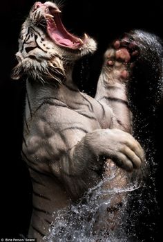 a white tiger in the water with its mouth open and it's paw out