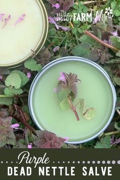 How to Make Purple Dead Nettle Salve (3 recipes!) - Learn how to make helpful herbal salves using purple dead nettle and other beneficial plants. Purple Dead Nettle Salve, Purple Dead Nettle, How To Make Purple, Comfrey Salve, Herbal Medicine Recipes, Herbal Remedies Recipes, Salve Recipes, Herbal Salves, Herbal Recipes