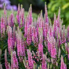 purple flowers are blooming in the garden