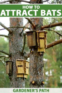 how to attract bats in the garden's path and other ways with birdhouses