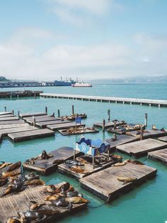 sea lions resting on wooden docks in the ocean