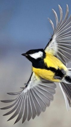 a yellow and black bird flying through the air