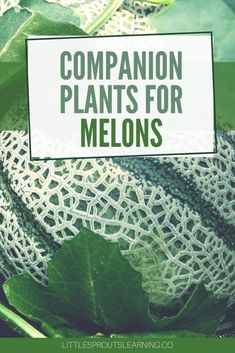 a close up of a plant with the words companion plants for melons on it