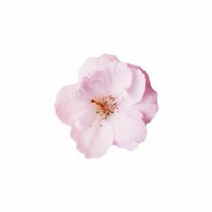 a single pink flower on a white background