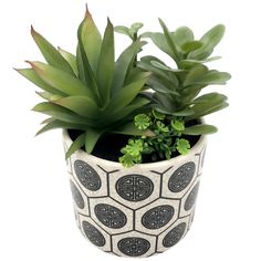 a potted plant with green plants in it