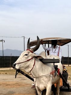 a man riding on the back of a white ox with a cart attached to it