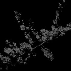 a black and white photo of flowers on a tree branch with dark sky in the background