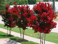 three trees with red flowers in the middle of a sidewalk next to grass and buildings