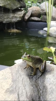 a frog sitting on top of a rock next to a pond