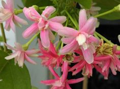 pink flowers are blooming on the tree outside