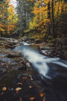 a stream running through a forest filled with lots of leaf covered rocks and trees in the background