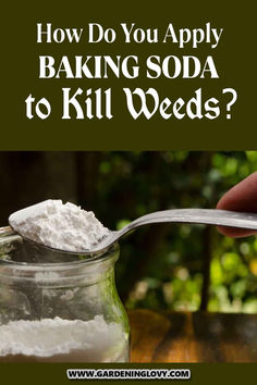 a spoon full of baking soda with the words how do you apply baking soda to kill weeds?