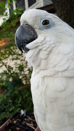 a white parrot with blue eyes sitting on a perch