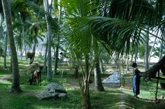 a man standing in the middle of a lush green forest filled with trees and animals