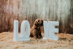 a puppy sitting in front of the word love