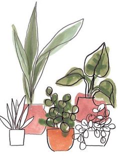 three potted plants with green leaves and pink ones on the top, one is red