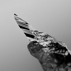 a black and white photo of a toothbrush sticking out of the side of a rock