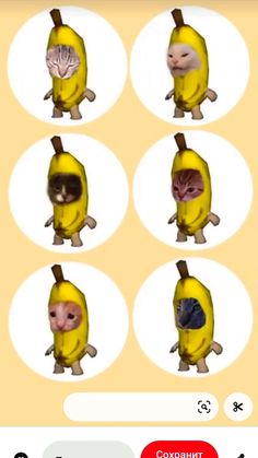 an image of a banana with cats on it's back and the caption says,