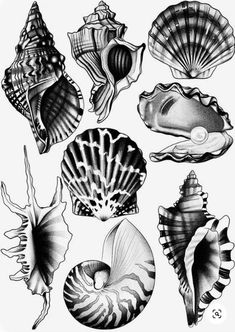 black and white drawing of seashells