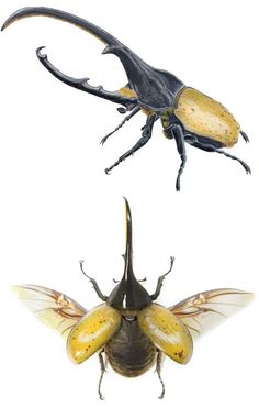 two different types of bugs on a white background, one is yellow and the other is black