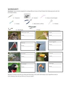 worksheet showing different types of birds