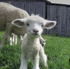 two baby sheep standing next to each other on a lush green grass covered field in front of a wooden fence