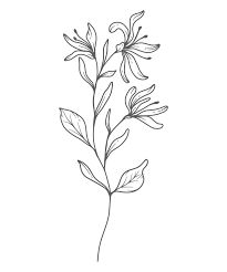 Botanical Outline, How To Draw Honeysuckle, Homey Suckle Flower Tattoo, Honeysuckle Design, Honeysuckle Watercolor, Honeysuckle Embroidery, Honeysuckle Outline, Honeysuckle Line Art, Honeysuckle Illustration