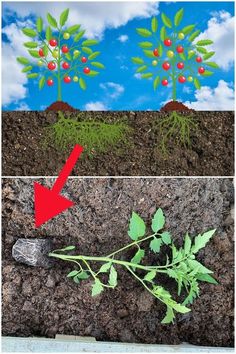 two pictures showing different stages of plant growth, one with red berries and the other with green leaves