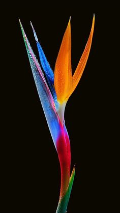 a colorful bird of paradise flower on a black background