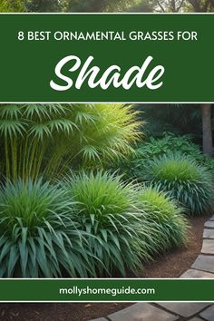 the words best ornamental grasses for shade in front of a garden path with green grass