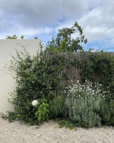 an outdoor garden with white flowers and greenery in front of a concrete wall on gravel ground