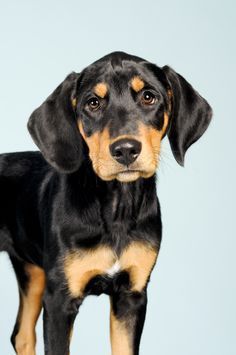 a black and brown dog standing on top of a white floor next to a blue wall