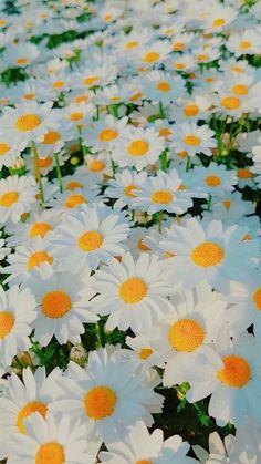 a bunch of white and yellow daisies are in the middle of a field with green leaves