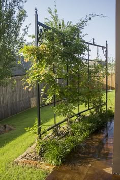 an iron fence in the back yard with plants growing on it and water running down the side