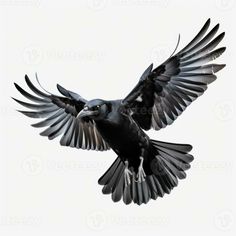 a large black bird flying through the air