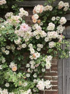 white and pink flowers growing on the side of a brick wall next to a wooden door