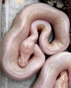 a pink snake is curled up in a plastic container