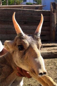 a goat with long horns is being held by someone