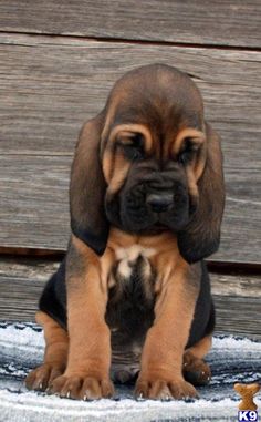 a brown and black puppy sitting on top of a wooden floor next to a sign that says no one ever shares my picture