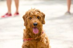 a close up of a dog with its tongue out and people in the background looking on