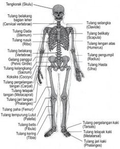 the human skeleton and its major skeletal systems is shown in this diagram, with labels on each