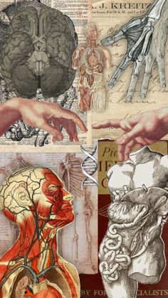 an image of the human body and hands with different parts in each one's hand