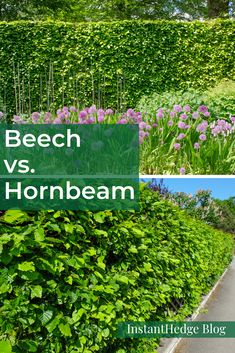 two images with the words beech and hornbeam in front of green bushes, purple flowers and