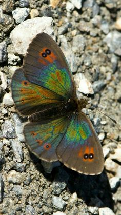 a colorful butterfly sitting on the ground next to some rocks and gravel with its wings spread out