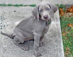 a gray dog sitting on top of a sidewalk