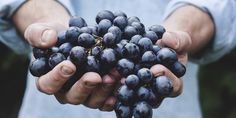 a person holding grapes in their hands