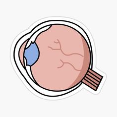 "Eye Sticker" Sticker by megansnider | Redbubble Eye Anatomy Drawing Medical, Biology Stickers, Med Stickers, Eyes Clipart, Eye Illustration, Eye Eye, Eye Stickers, Human Anatomy Art